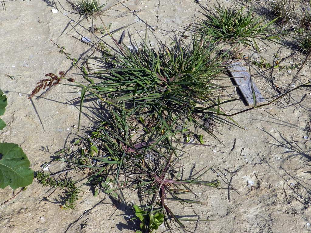 Echinochloa crus-galli / Giavone comune